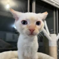 Photo of Phoenix