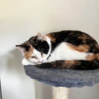 Photo of Zha Zha Gapurr *9 Lives Project Rescue*