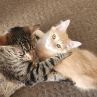 Photo of Morgan (Located In Foster Care In Templestowe)