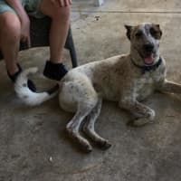 Photo of Rex