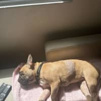 Photo of Java And Riley