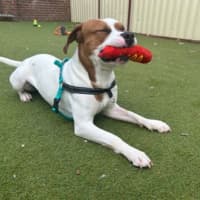 Photo of Bagel