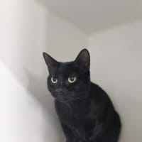 Photo of 🐱‍👤 Lumi 5385 🐱‍👤