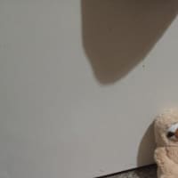 Photo of Marshmallow