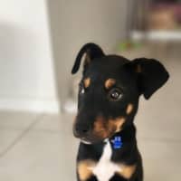 Photo of Pablo   5 Month Old Kelpie X Jack Russell