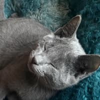 Photo of Dallas 🐶🐾🐶💙