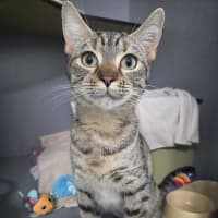 Photo of Tiger Lilly