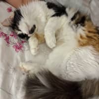 Photo of Opal