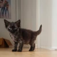 Photo of Nyx