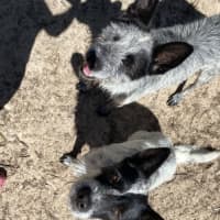 Photo of Benji And Stitch