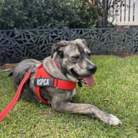 Photo of Pixel