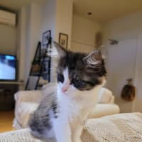 Photo of Cherry   Available From 20/1