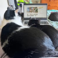 Photo of Owen *9 Lives Project Rescue*