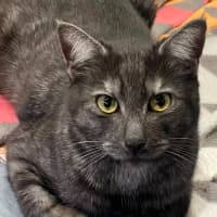 Photo of Prince* 9 Lives Project Rescue*