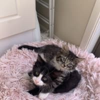 Photo of Gizmo (Was Pesto)