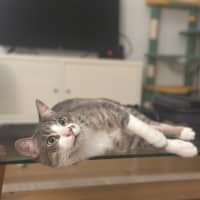 Photo of Mischa