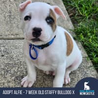 Photo of Alfie   7 Week Old Staffy X Bulldog X (Trial)