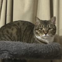 Photo of Batman   Bonded With Enchantress