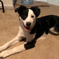 Photo of Coco   4 Month Old Border Collie