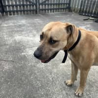 Photo of Gutsy Smurf