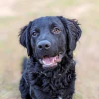 Photo of Kozzy