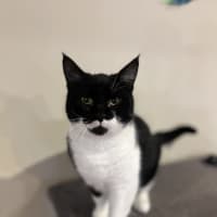 Photo of Bat Boy   Available At Pet Quarters Rutherford
