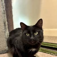 Photo of Shadow