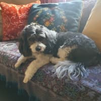 Photo of Ollie & Marlo   10 & 7 Year Old Cavoodle (Trial)