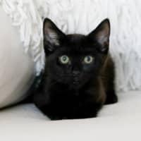 Photo of Marley