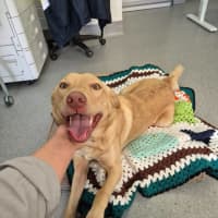 Photo of Trooper! 🦺