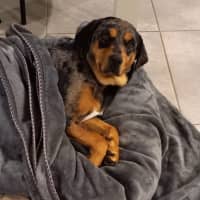 Photo of Rebel