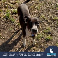 Photo of Stella   1 Year Old Kelpie X Staffy