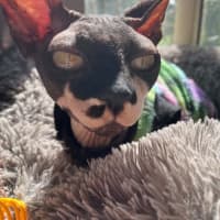Photo of Rogue