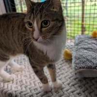 Photo of Soxy