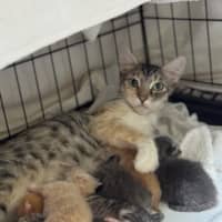 Photo of Donner 🦌