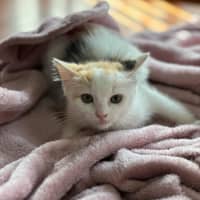 Photo of Flame ❣️*9 Lives Project Rescue*