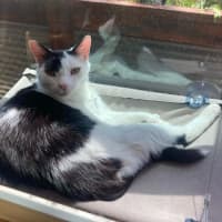 Photo of Little Guy   In Foster In Care In Brunswick East