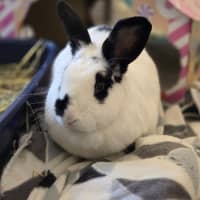 Photo of Henry