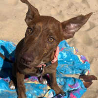 Photo of Rosie   4 Month Old Kelpie X Staffy (Trial 5/10)