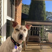 Photo of Sadie   2 Year Old Cattle Dog X