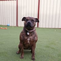 Photo of Rosie