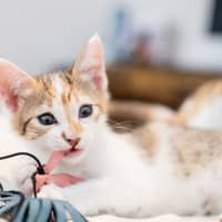 Photo of Squeak