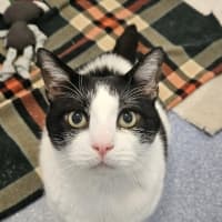 Photo of Loki
