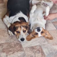 Photo of Mowgli & Barfi