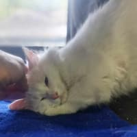 Photo of Grandpa Max