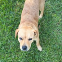 Photo of Ginger