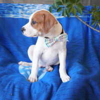 Photo of Astro