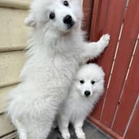 Photo of Cotton & Cloud