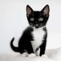 Photo of Sox
