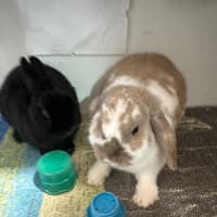 Photo of Lola & Mitsy